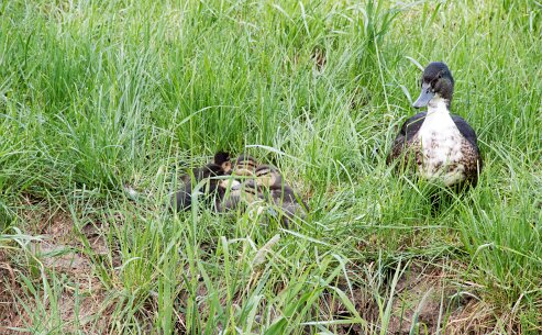 bewoners_grwiel1 138_bewerkt-1